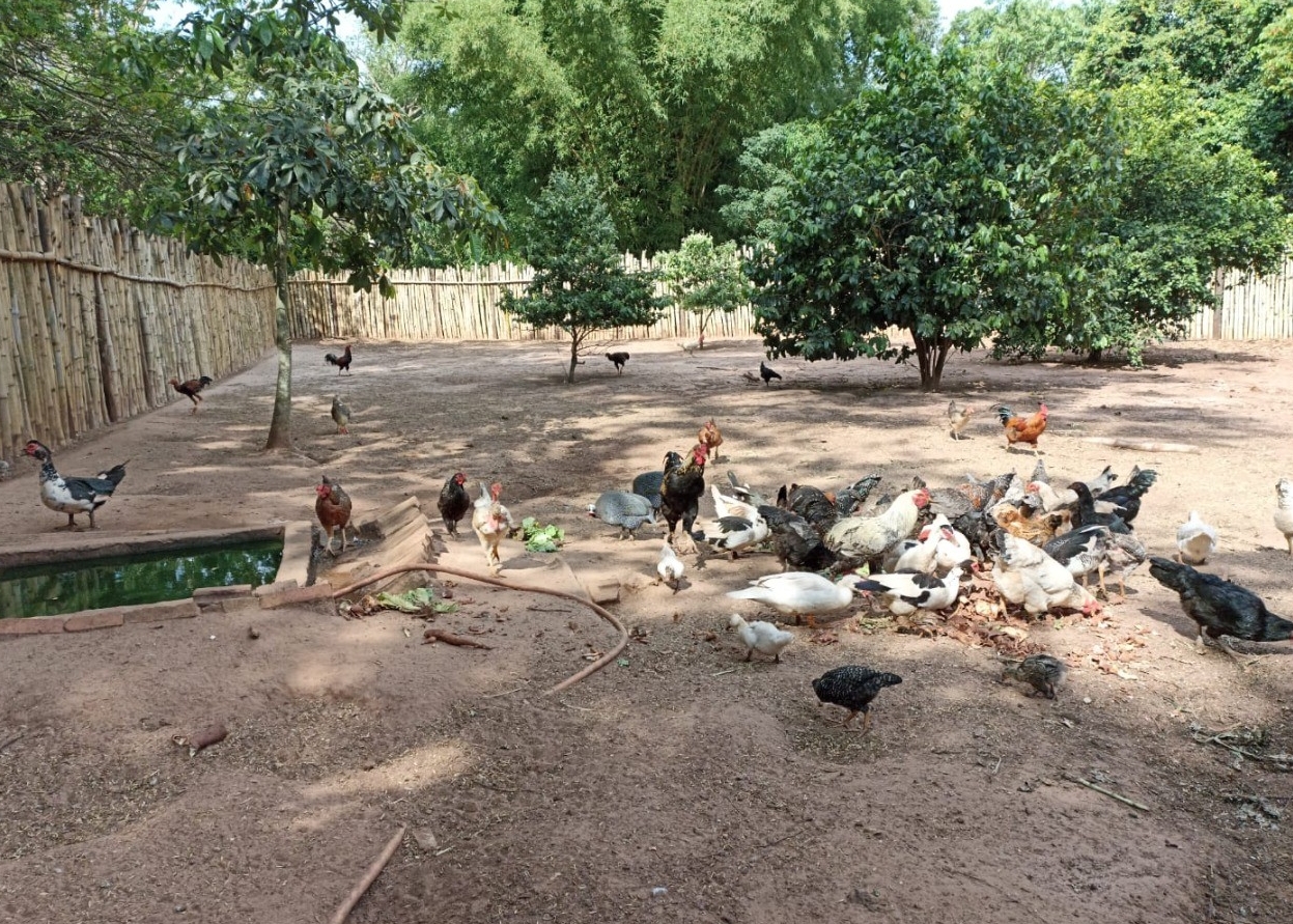 Criação de pequenas aves